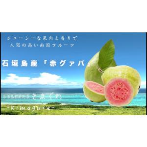 訳あり！石垣島産 赤グァバ 5kg 訳あり！石垣島産「白グァバ」5kgまとめ売り : 石垣島新鮮野菜