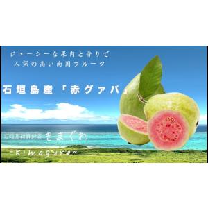 石垣島産「赤グァバ」1kgまとめ売り