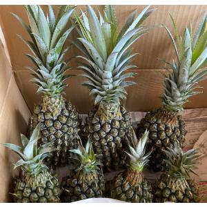 石垣島産「スナックパイン」規格外サイズ