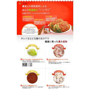 送料無料 乳酸菌を味わう 辛口 無添加 白菜キ...の詳細画像2