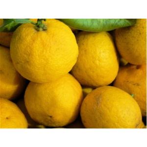 ハチミツ ゆず茶 1kg 韓国産の詳細画像2