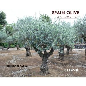 スペインオリーブ 古木 a3351k オリーブの木 植木 庭木 シンボルツリー