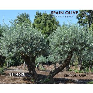 【希少】スペイン産 オリーブ 古木 幹肌抜群 地植え・鉢植えOK シンボルツリー スペインオリーブ 古木 NO.29 オリーブの木 シンボルツリー 輸入 現品