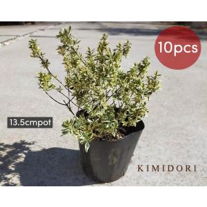 国産 オリーブ シプレッシーノ cipressino 現品 植木 庭木 大型 約