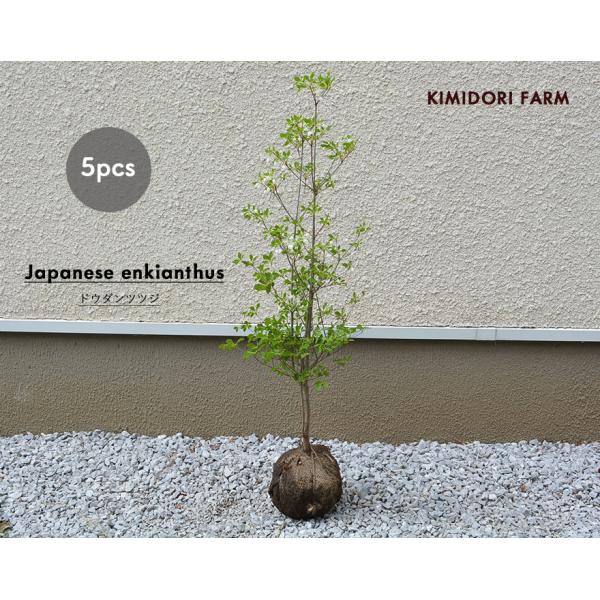 ドウダンツツジ 約80cm 5本 セット 低木 生垣 フェンス 目隠し 隣家 苗 植木 庭木 庭植え...