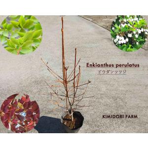 ドウダンツツジ 約30-40cm 1本 低木 苗 植木 庭木 生垣