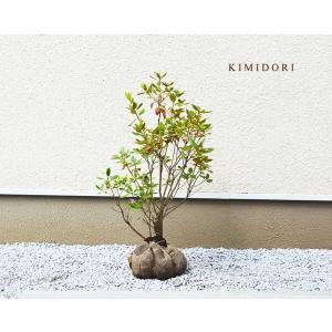 洋風庭木低木 花 ガーデニング の商品一覧 通販 Yahoo ショッピング