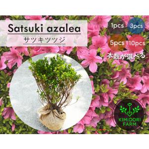 スナゴケ 砂苔 1平米 60cm×30cm(トレー6枚) 1箱 国産 コケ 園芸 日本