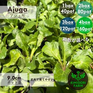 アジュガ 緑葉 9cmポット 選べる本数 グランドカバー 多年草 宿根草 常緑 花苗 耐寒性 半日陰 日陰 庭植え 花壇 ガーデニング 下草