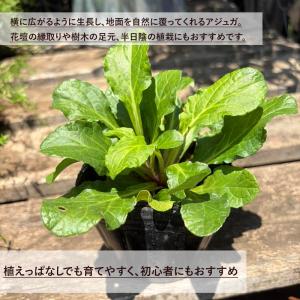 アジュガ 緑葉 9cmポット 選べる本数 グラ...の詳細画像1