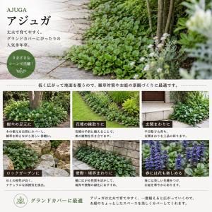 アジュガ 緑葉 9cmポット 選べる本数 グラ...の詳細画像2