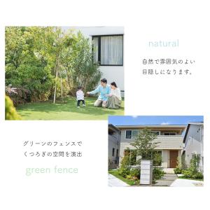 アジュガ 緑葉 9cmポット 選べる本数 グラ...の詳細画像4