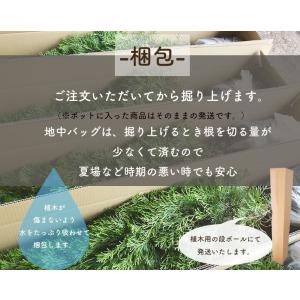 アジュガ 緑葉 9cmポット 選べる本数 グラ...の詳細画像5