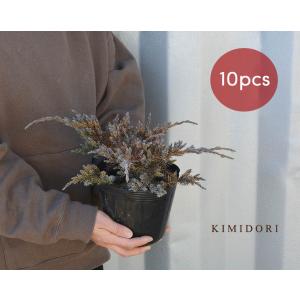 ブルーカーペット 10本セット コニファー 針葉樹 植木 庭木 グランドカバー 苗 寄せ植え 横浜の植木 目隠し 約20cm 約15センチポット 庭植え 洋風 和風｜kimidori-onlineshop