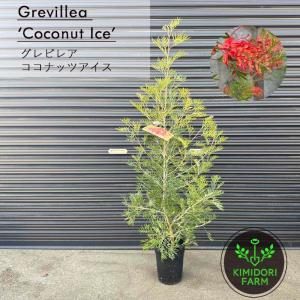 ダインツリー パイン ブラウンシュガー オージープランツ シンボル