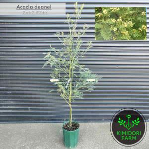 グレビレア フォレストランブラー グレヴィレア オージープランツ