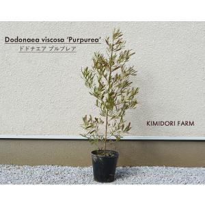 樹緑 Yahoo 店 中木 生垣 Yahoo ショッピング