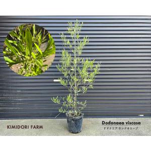 ドドナエア 花 ガーデニング の商品一覧 通販 Yahoo ショッピング