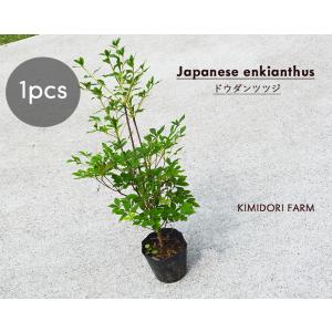紅ドウダンツツジ 6本株立ち 約2m 現品発送 美樹形株 植木苗木大苗