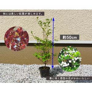 ドウダンツツジ 約50-60cm 低木 花 満...の詳細画像1