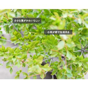 ドウダンツツジ 約50-60cm 低木 花 満...の詳細画像2