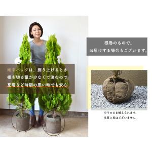 ドウダンツツジ 約50-60cm 低木 花 満...の詳細画像4