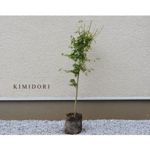 現品発送】ユッカ ロストラータ 常緑 観葉植物 耐寒性 ドライガーデン