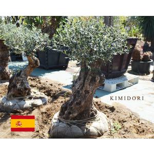 スペインオリーブ 古木 M 約300cm 直輸 地植え 丈夫 現品 植木 