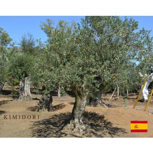 国産 オリーブ シプレッシーノ cipressino 現品 植木 庭木 大型 約