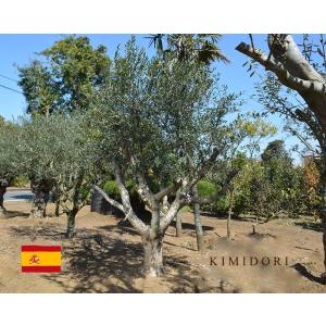 古木　ギリシャ産　オリーブ　定価32000円　ガーデニング　シンボルツリー　庭木 スペインオリーブ 古木 29562k オリーブの木 植木 庭木 シンボルツリー