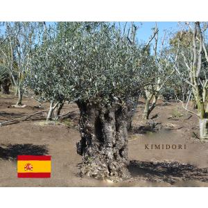 スペインオリーブ 古木 29562k オリーブの木 植木 庭木 シンボルツリー