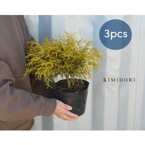 洋風庭木低木の商品一覧 通販 Yahoo ショッピング