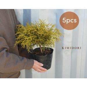 ゴールデンモップ 5本セット コニファー 植木 庭木 針葉樹 イエロー 苗 目隠し 約20cm 約15センチポット 洋風 和風 ガーデニング エクステリア 園芸｜kimidori-onlineshop