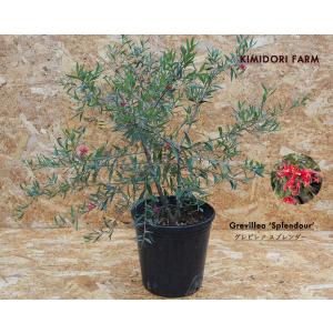 アカシア ミモザ オーレア Pure Gold ピュア ゴールド オージー