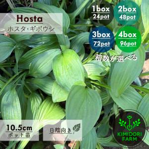 ホスタ ギボウシ hosta 苗 10.5cmポット 半日陰 日陰 宿根草 グランドカバー 下草 ガーデニング 選べる 箱数 まとめ
