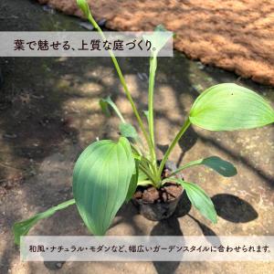 ホスタ ギボウシ hosta 苗 10.5cm...の詳細画像1