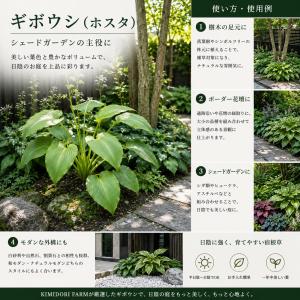 ホスタ ギボウシ hosta 苗 10.5cm...の詳細画像2