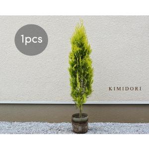 コニファー 鉢植えの商品一覧 通販 Yahoo ショッピング