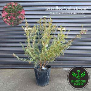 ダインツリー パイン ブラウンシュガー オージープランツ シンボル