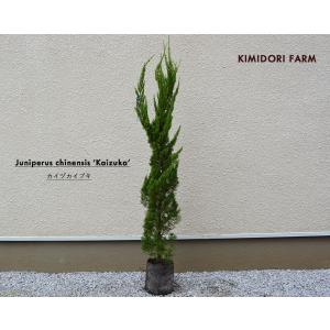 庭 目隠し 苗木 植木 の商品一覧 花 ガーデニング 通販 Yahoo ショッピング