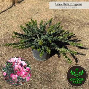 ダインツリー パイン ブラウンシュガー オージープランツ シンボル