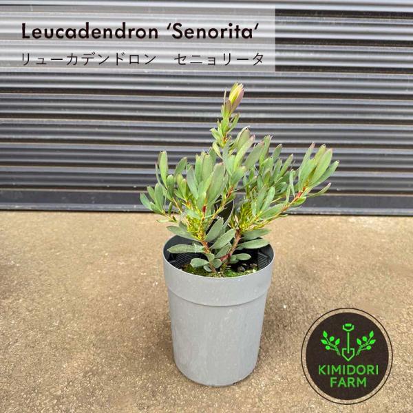 リューカデンドロン セニョリータ 中木 苗木 植木 南アフリカ リュウカデンドロン ドライ ユニーク...