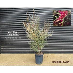 ダインツリー パイン ブラウンシュガー オージープランツ シンボル