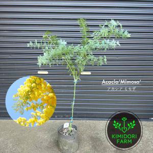 アカシアの木 パールアカシア 5号（または6号）鉢植え : 苗木部 花