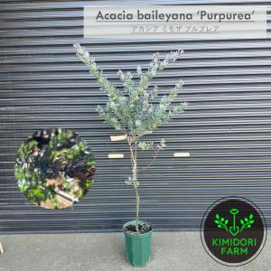 ダインツリー パイン ブラウンシュガー オージープランツ シンボル