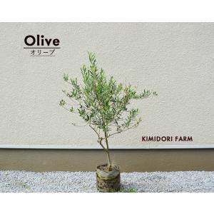オリーブの木 鉢植え 玄関の商品一覧 通販 Yahoo ショッピング