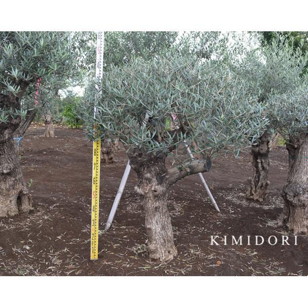 スペインオリーブ 古木 FRED シンボルツリー オリーブの木 約140cm 直輸 古木 原木 地植...