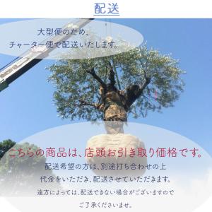 スペインオリーブ 古木 GUY シンボルツリー...の詳細画像3