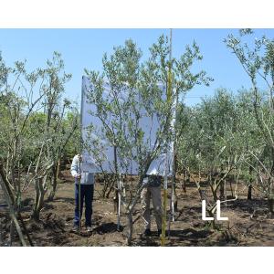 庭 目隠し 苗木 植木 の商品一覧 花 ガーデニング 通販 Yahoo ショッピング