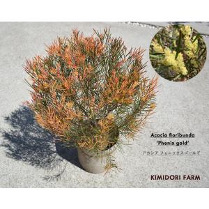 アカシア ミモザ オーレア Pure Gold ピュア ゴールド オージー